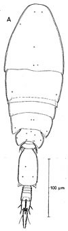 Espce Oncaea ovalis - Planche 6 de figures morphologiques