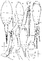 Espce Oncaea parabathyalis - Planche 1 de figures morphologiques