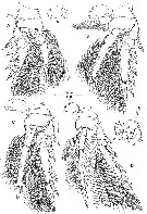 Espce Oncaea parabathyalis - Planche 3 de figures morphologiques