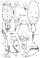 Espce Oncaea parabathyalis - Planche 4 de figures morphologiques