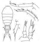 Species Sapphirina sali - Plate of morphological figures