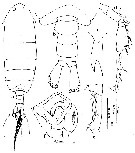 Espce Ivellopsis elephas - Planche 6 de figures morphologiques