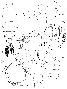 Espce Pontella sinica - Planche 13 de figures morphologiques