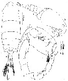 Espce Pontella spinipes - Planche 3 de figures morphologiques