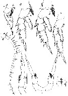 Espce Calanopia asymmetrica - Planche 2 de figures morphologiques