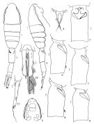 Espce Metridia ferrarii - Planche 1 de figures morphologiques