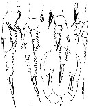 Espce Pontella kleini - Planche 2 de figures morphologiques