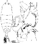 Species Pontella kleini - Plate 3 of morphological figures