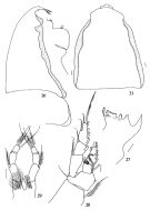 Espce Metridia ferrarii - Planche 2 de figures morphologiques