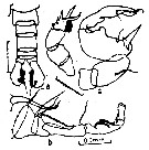Species Pontella danae - Plate 1 of morphological figures
