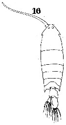 Species Pontella danae - Plate 2 of morphological figures
