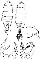 Espce Pontella spinipes - Planche 5 de figures morphologiques