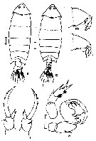 Species Pontella diagonalis - Plate 3 of morphological figures