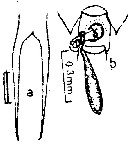 Espce Pontellina plumata - Planche 6 de figures morphologiques