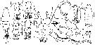 Espce Labidocera gallensis - Planche 1 de figures morphologiques