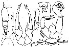 Espce Labidocera bengalensis - Planche 1 de figures morphologiques