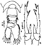 Species Labidocera laevidentata - Plate 3 of morphological figures