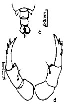 Espce Labidocera euchaeta - Planche 4 de figures morphologiques