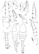 Species Metridia pseudoasymmetrica - Plate 2 of morphological figures