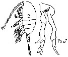 Espce Diaixis pygmaea - Planche 1 de figures morphologiques