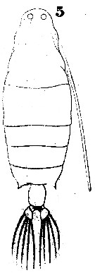 Species Labidocera nerii - Plate 1 of morphological figures