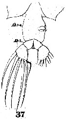 Espce Labidocera nerii - Planche 2 de figures morphologiques