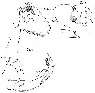 Espce Labidocera acutifrons - Planche 10 de figures morphologiques