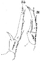Espce Labidocera acuta - Planche 6 de figures morphologiques