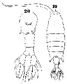 Espce Labidocera acuta - Planche 4 de figures morphologiques