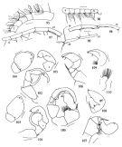 Espce Metridia pseudoasymmetrica - Planche 3 de figures morphologiques