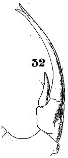 Species Labidocera minuta - Plate 6 of morphological figures