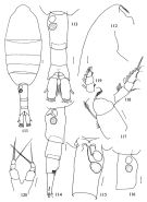 Espce Metridia asymmetrica - Planche 1 de figures morphologiques
