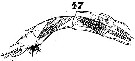 Espce Pontella mediterranea - Planche 10 de figures morphologiques