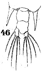 Espce Pontellopsis armata - Planche 4 de figures morphologiques