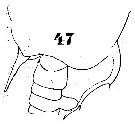 Espce Pontellopsis armata - Planche 6 de figures morphologiques