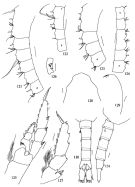 Espce Metridia asymmetrica - Planche 2 de figures morphologiques