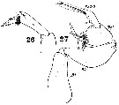 Espce Pontellopsis armata - Planche 7 de figures morphologiques