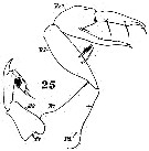Espce Pontellopsis strenua - Planche 6 de figures morphologiques