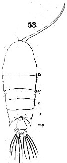 Espce Pontellopsis strenua - Planche 2 de figures morphologiques