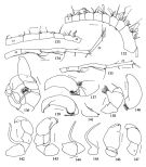 Espce Metridia asymmetrica - Planche 3 de figures morphologiques