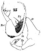 Espce Pontellopsis perspicax - Planche 5 de figures morphologiques