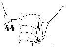 Espce Pontellopsis perspicax - Planche 4 de figures morphologiques