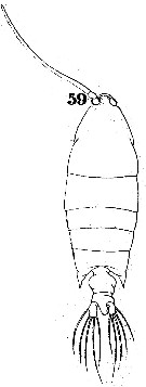 Espce Pontellopsis perspicax - Planche 1 de figures morphologiques