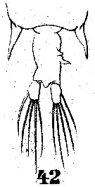 Espce Pontellopsis brevis - Planche 2 de figures morphologiques