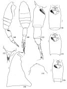 Espce Metridia princeps - Planche 1 de figures morphologiques
