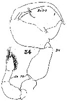 Espce Labidocera detruncata - Planche 8 de figures morphologiques