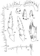 Espce Metridia princeps - Planche 2 de figures morphologiques