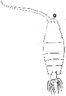 Espce Labidocera detruncata - Planche 4 de figures morphologiques