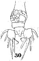 Espce Labidocera detruncata - Planche 5 de figures morphologiques