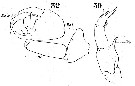 Espce Labidocera lubbocki - Planche 5 de figures morphologiques
